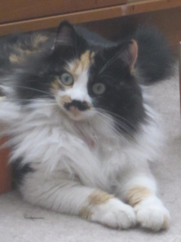 /Images/uploads/Humane Society of Utah/HSUCalendar/entries/935thumb.jpg